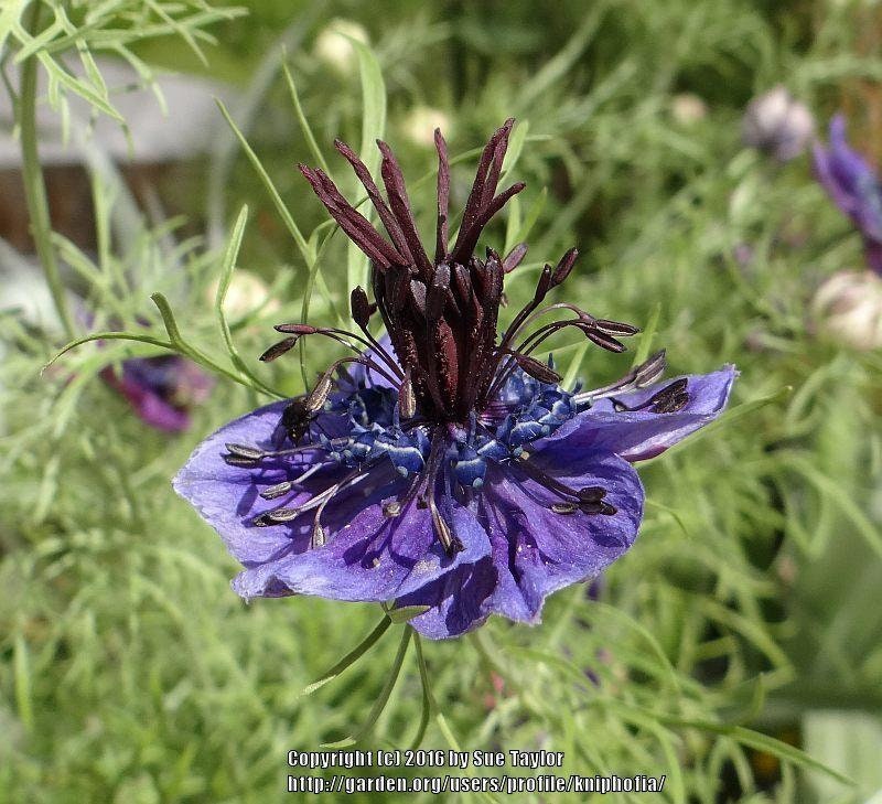 Nigella Midnight