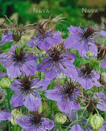 Nigella Midnight