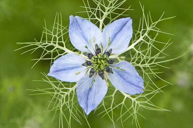 Nigella Midnight