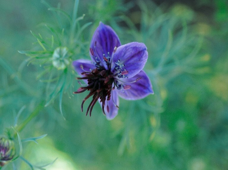 Nigella Midnight