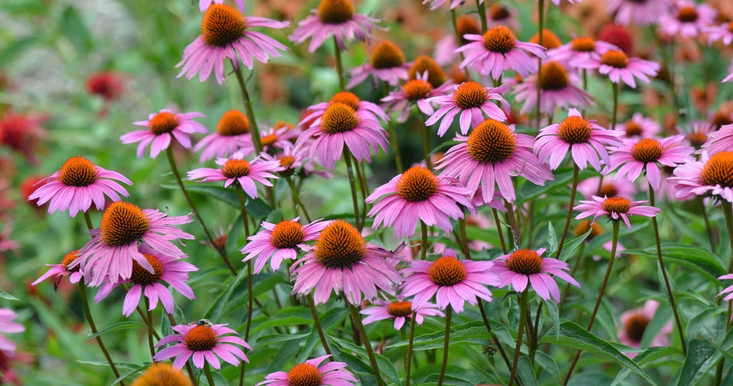 Echinacea (Coneflower) Magnus Superior