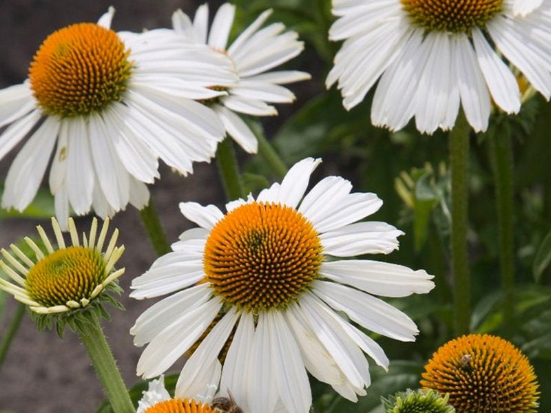 Echinacea (Coneflower) Primadonna White
