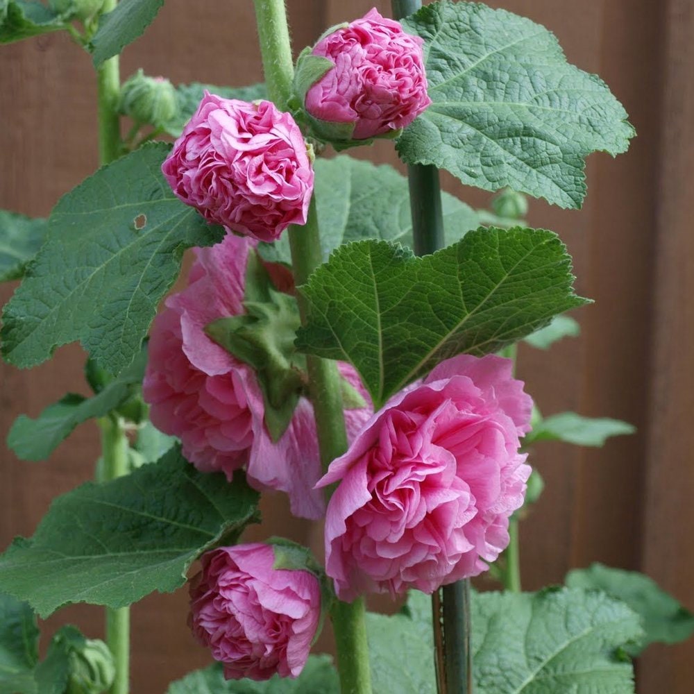 Hollyhock Chaters Double Bright Pink
