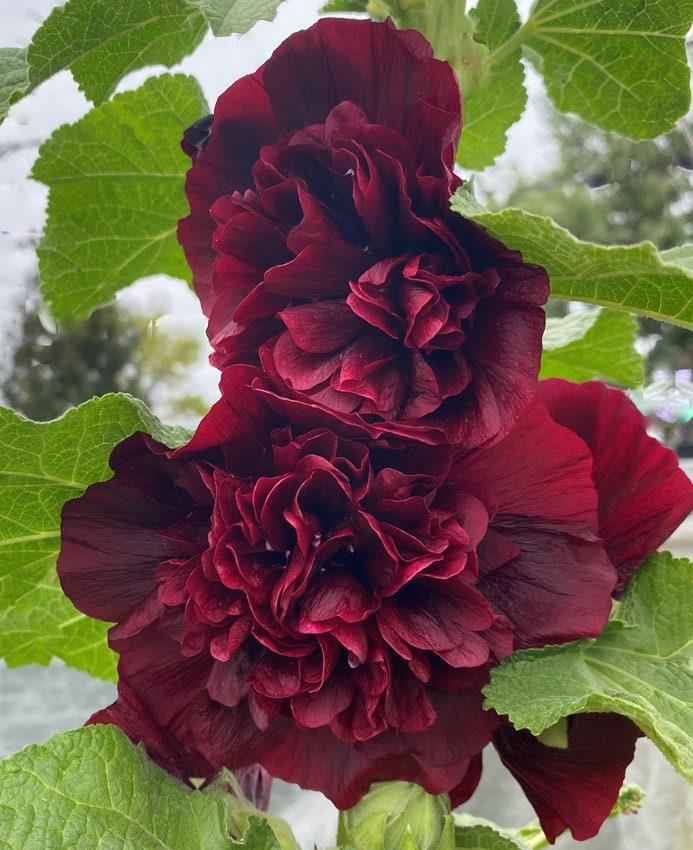 Hollyhock Chaters Double Maroon