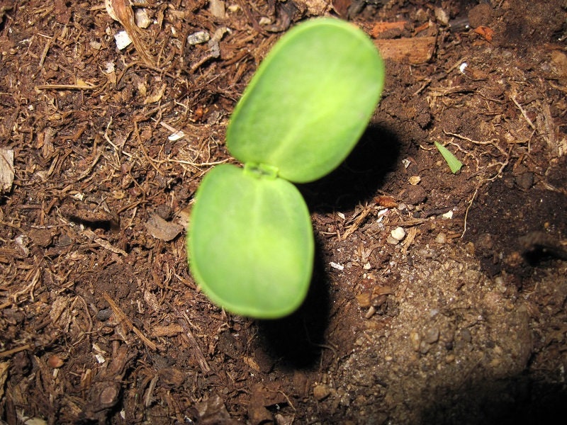 Sunflower Procut White Lite