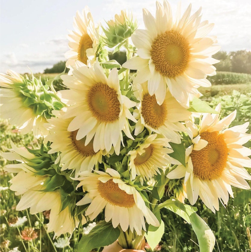 Sunflower Procut White Lite