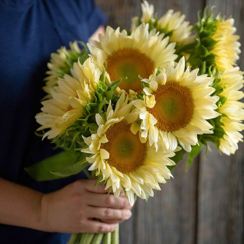 Sunflower Procut White Lite