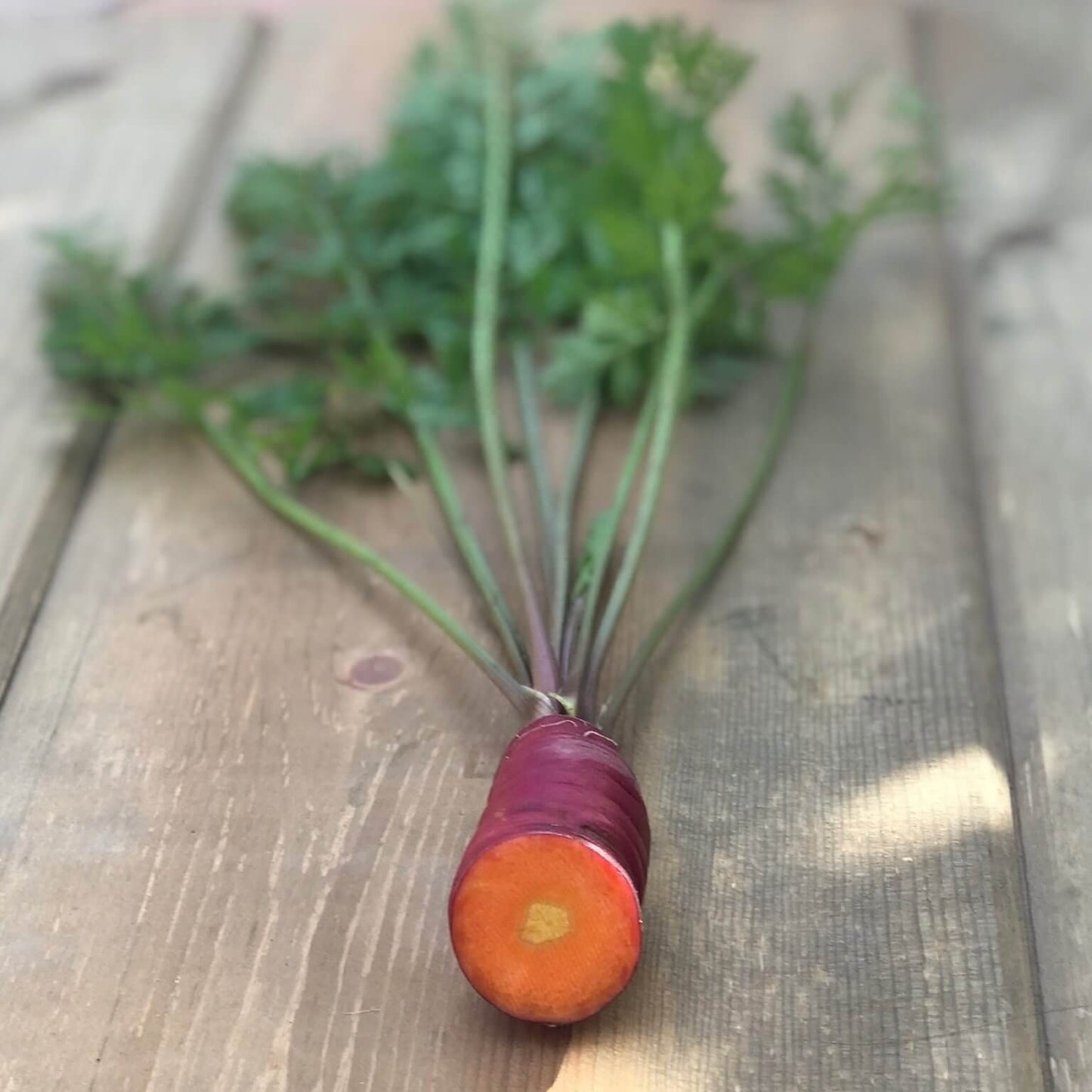Carrot Organic Purple