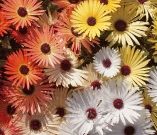Ice Plant Mix
