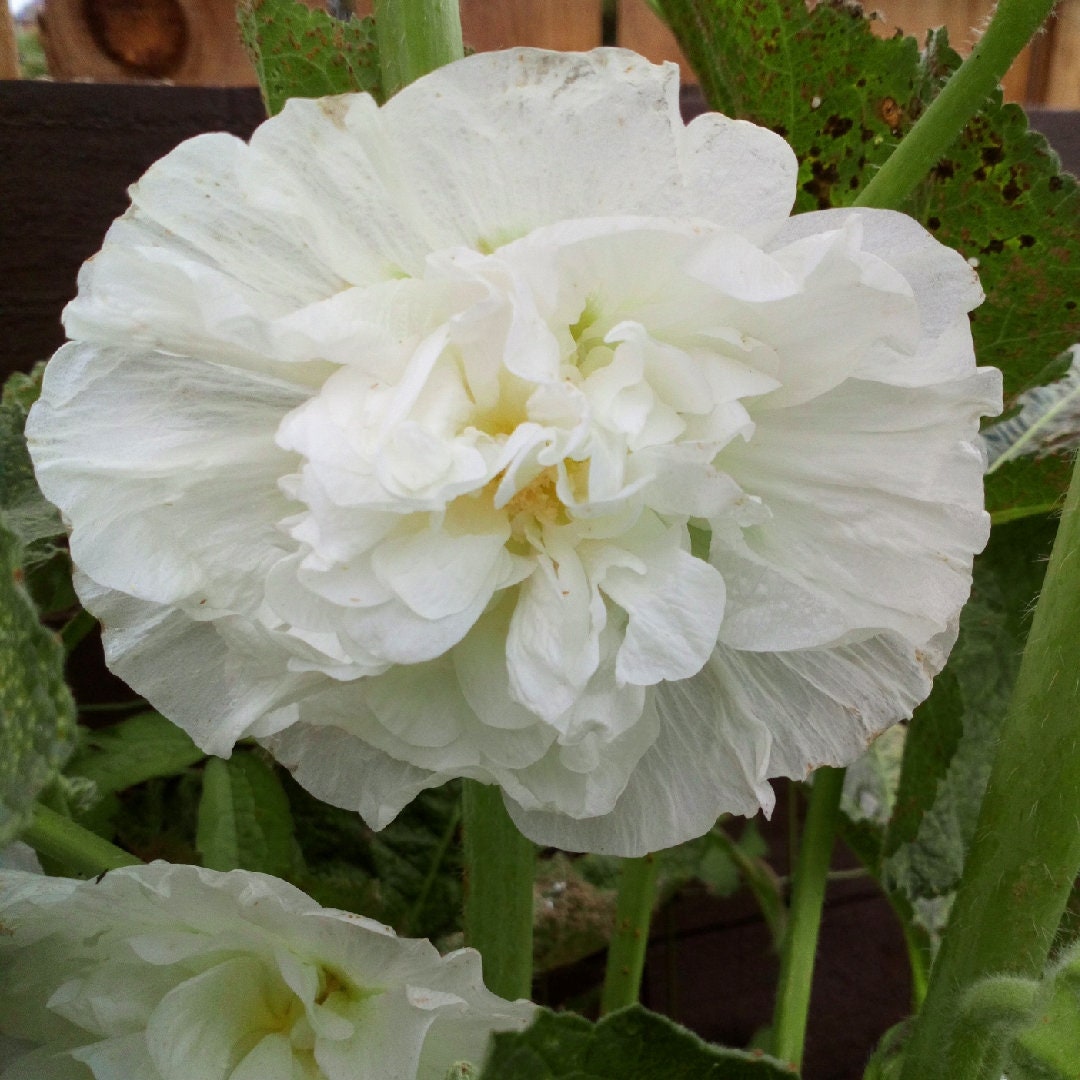 Hollyhock Chaters Double White