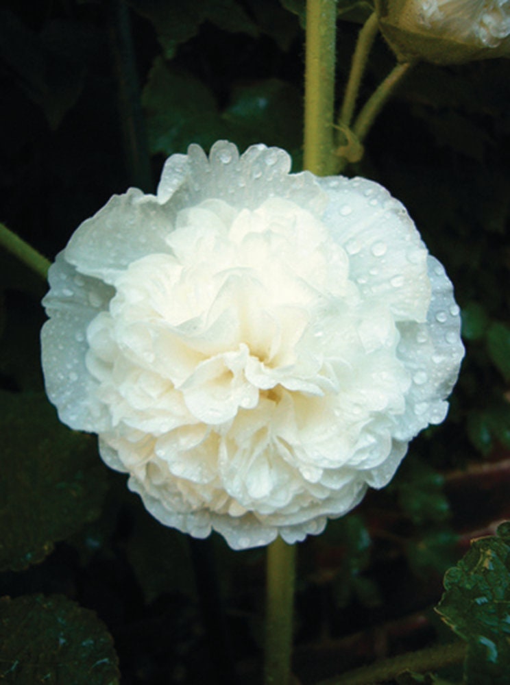 Hollyhock Chaters Double White