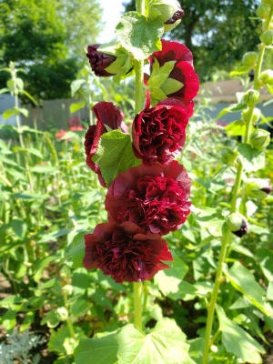 Hollyhock Chaters Double Maroon