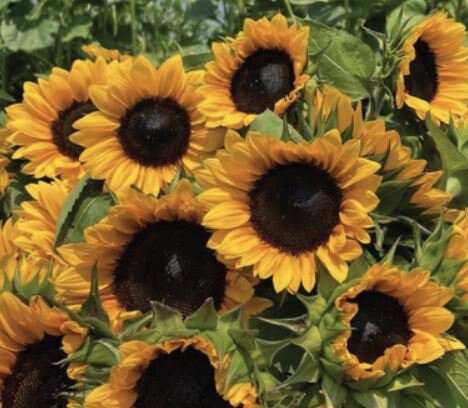 Sunflower Procut Orange Excel