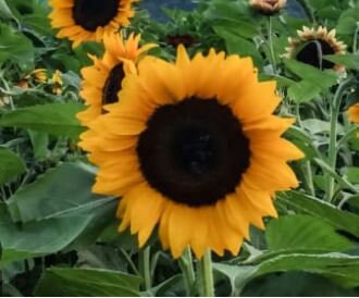 Sunflower Procut Orange Excel