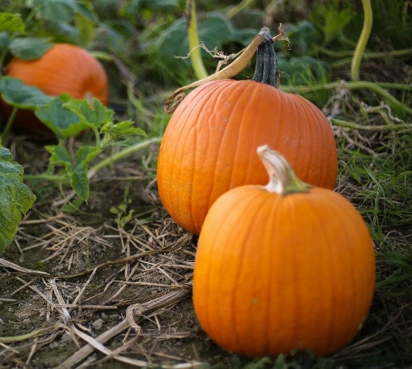 Pumpkin Small Sugar