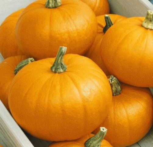 Pumpkin Small Sugar