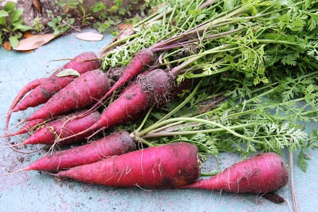 Carrot Organic Purple
