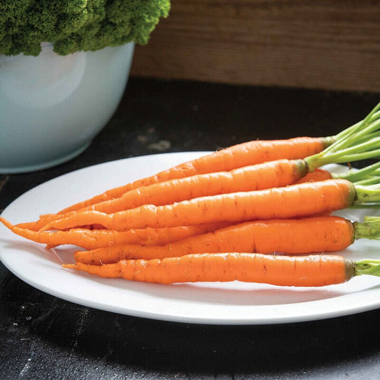 Carrot Imperator 58