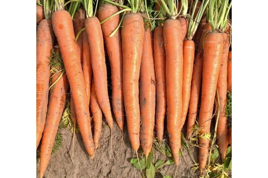 Carrot Tendersweet