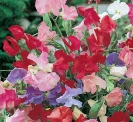 Dwarf Sweet Pea Bijou Mix