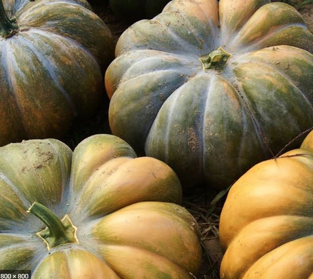Musquee de Provence Pumpkin Seeds, 5 Seeds, Garden Seeds, Vertical Growing, Vegetable seeds, Gardening, Jack O Lantern, Fall Decor