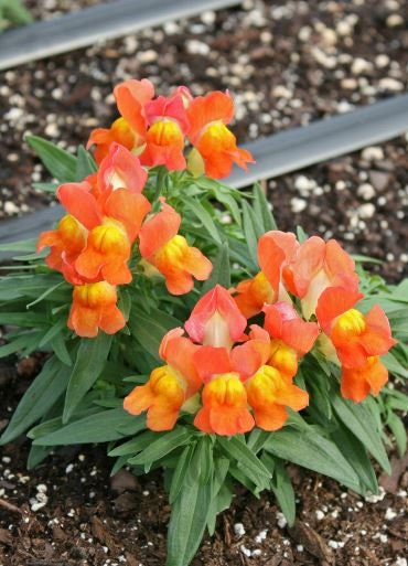 Snapdragon Floral Showers Apricot Bicolor