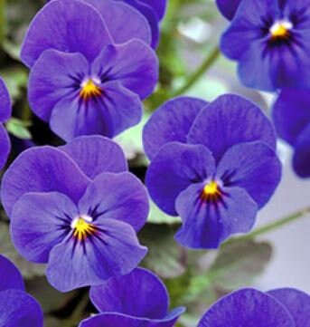Viola Gem Sapphire
