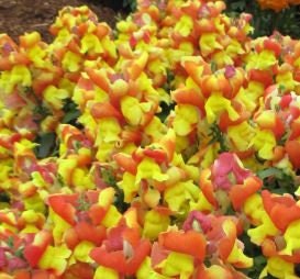 Snapdragon Floral Showers Apricot Bicolor