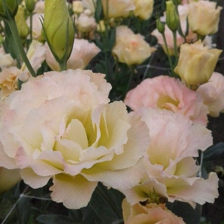 Lisianthus Arena 3 Champagne