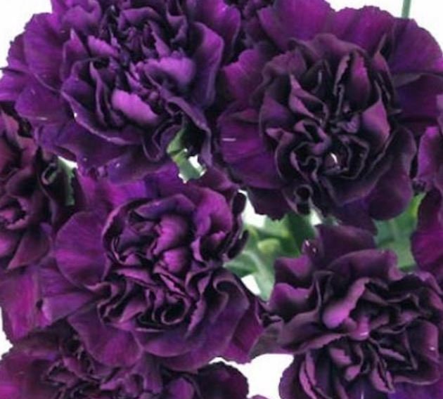 Carnation Grenadin King of the Black