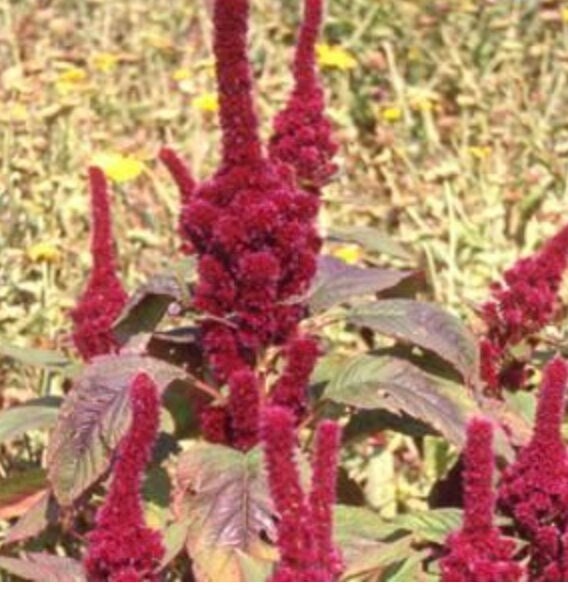 Amaranth Red Spike