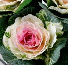 Cabbage (Ornamental) Crane Rose F1