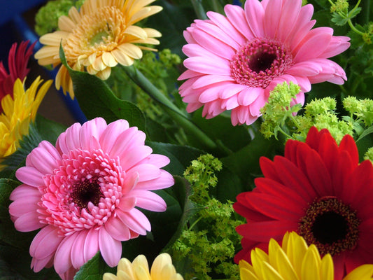 California Giants Gerbera Daisy Seed Mix - 10 Seeds