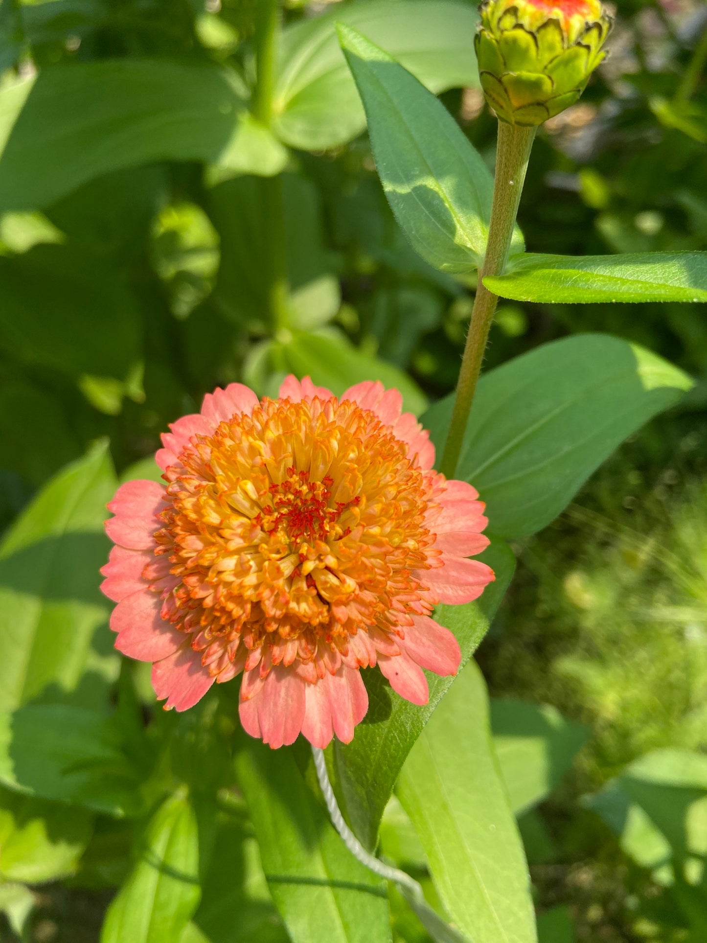 Zinnia Zinderella Peach