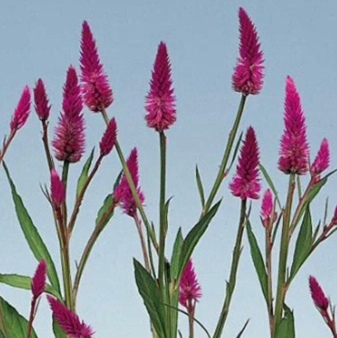 Celosia Roseberry Parfait