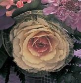 Cabbage (Ornamental) Crane Rose F1