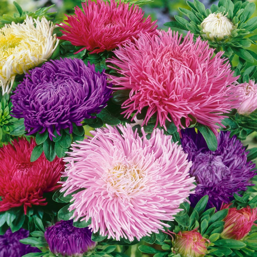 Aster Gremlin Mix