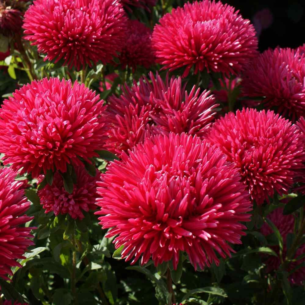 Aster Gremlin Red
