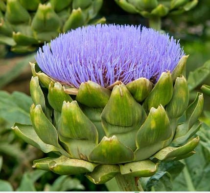 25 Green Globe Artichoke Seeds