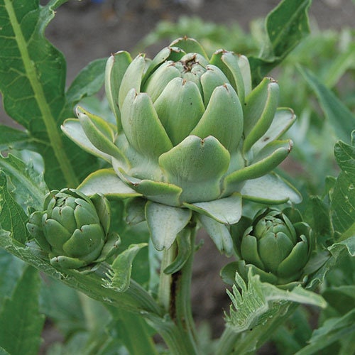 25 Green Globe Artichoke Seeds