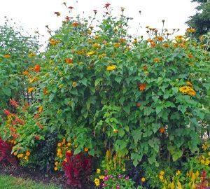 Mexican Sunflower