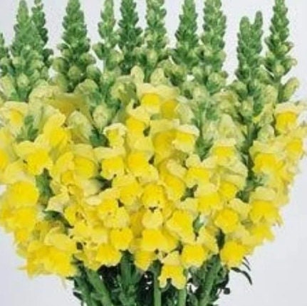 Snapdragon Cool Mix