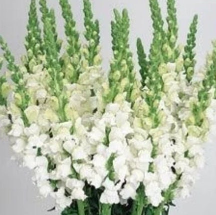 Snapdragon Cool Mix