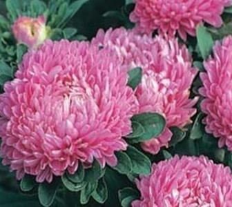 Aster Milady Rose