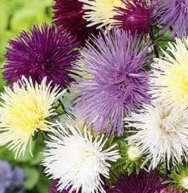 Aster Needle Mix