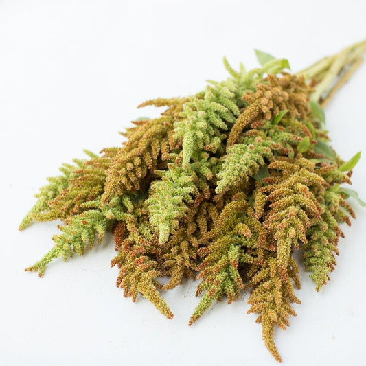Amaranth Autumn's Torch