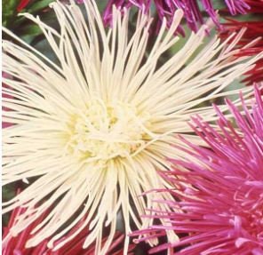Aster Needle Mix