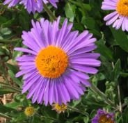 Aster Wartburg