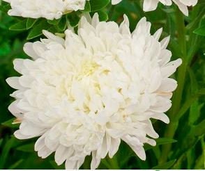 Aster Paeony White