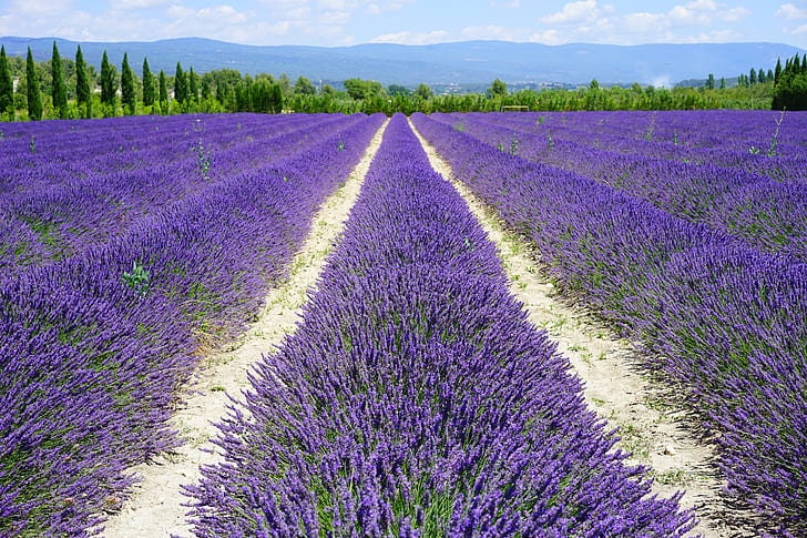 Lavender Vera